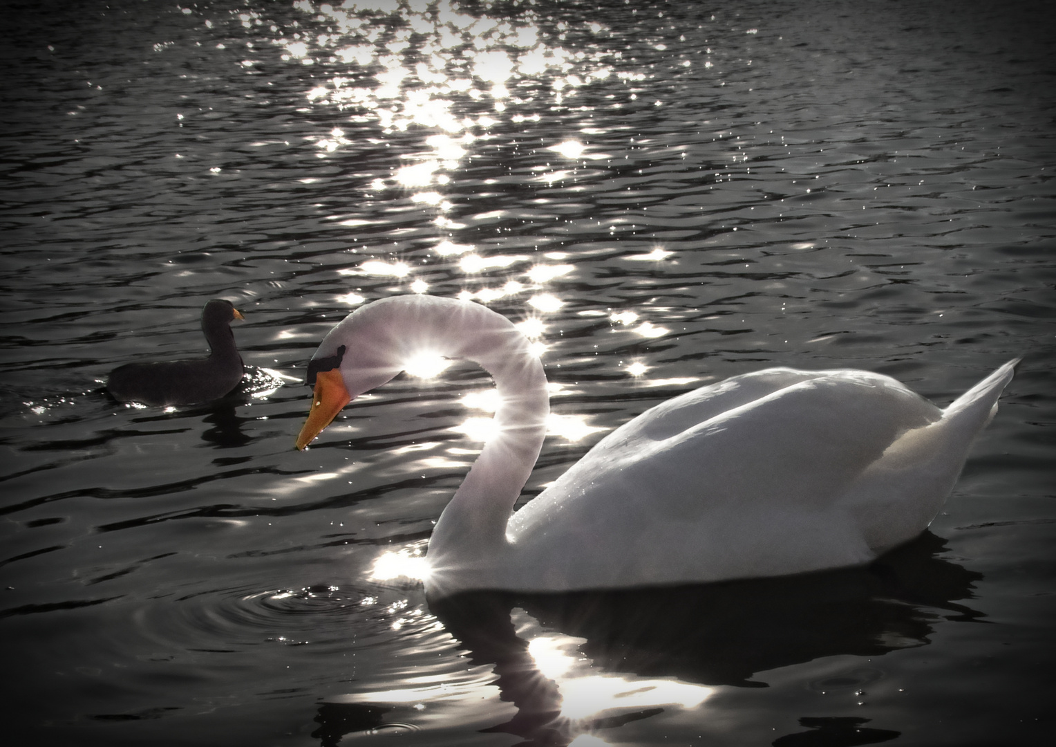 Mein lieber Schwan