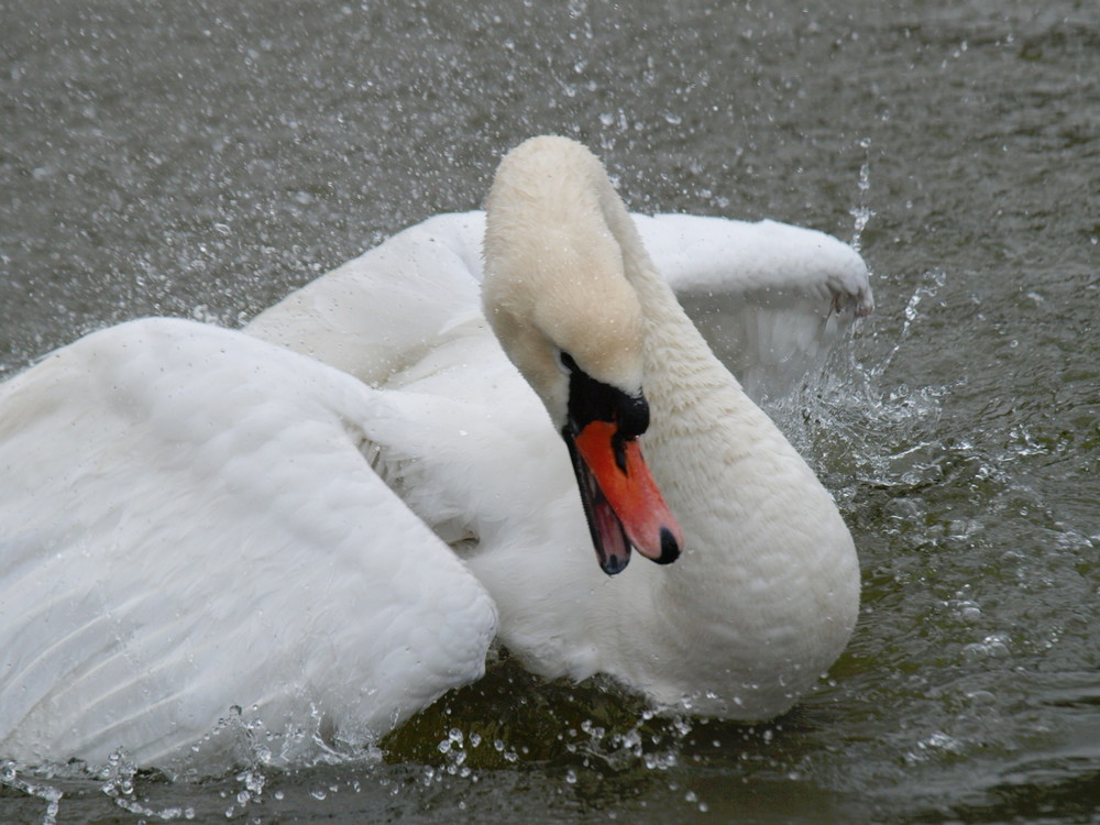 Mein lieber Schwan .....