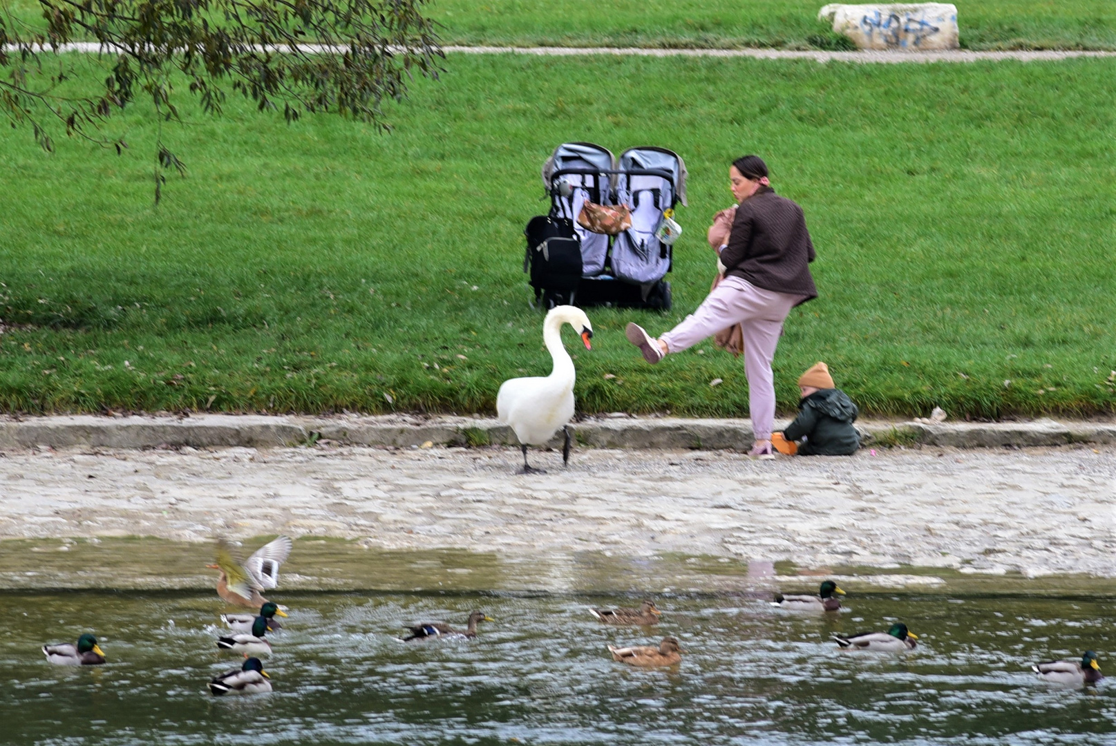 Mein lieber Schwan!