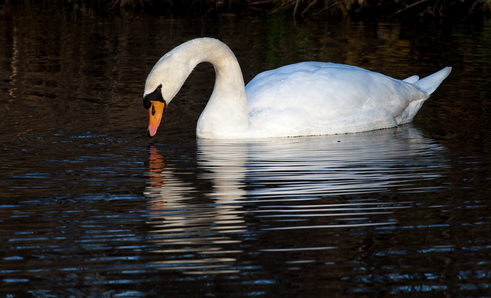 Mein lieber Schwan