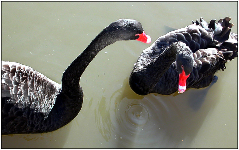 Mein lieber Schwan...