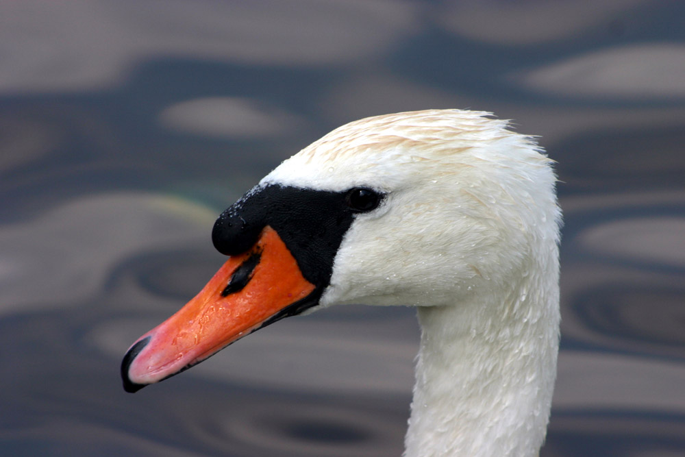 Mein lieber Schwan.....