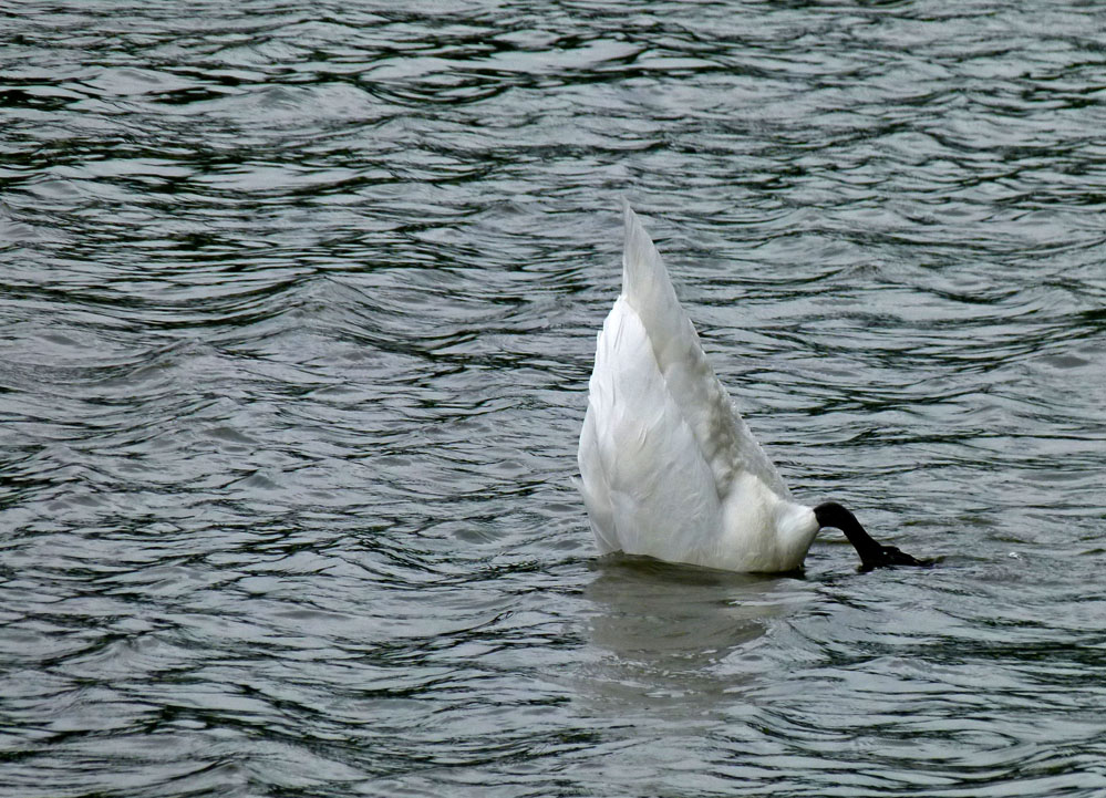 Mein lieber Schwan!