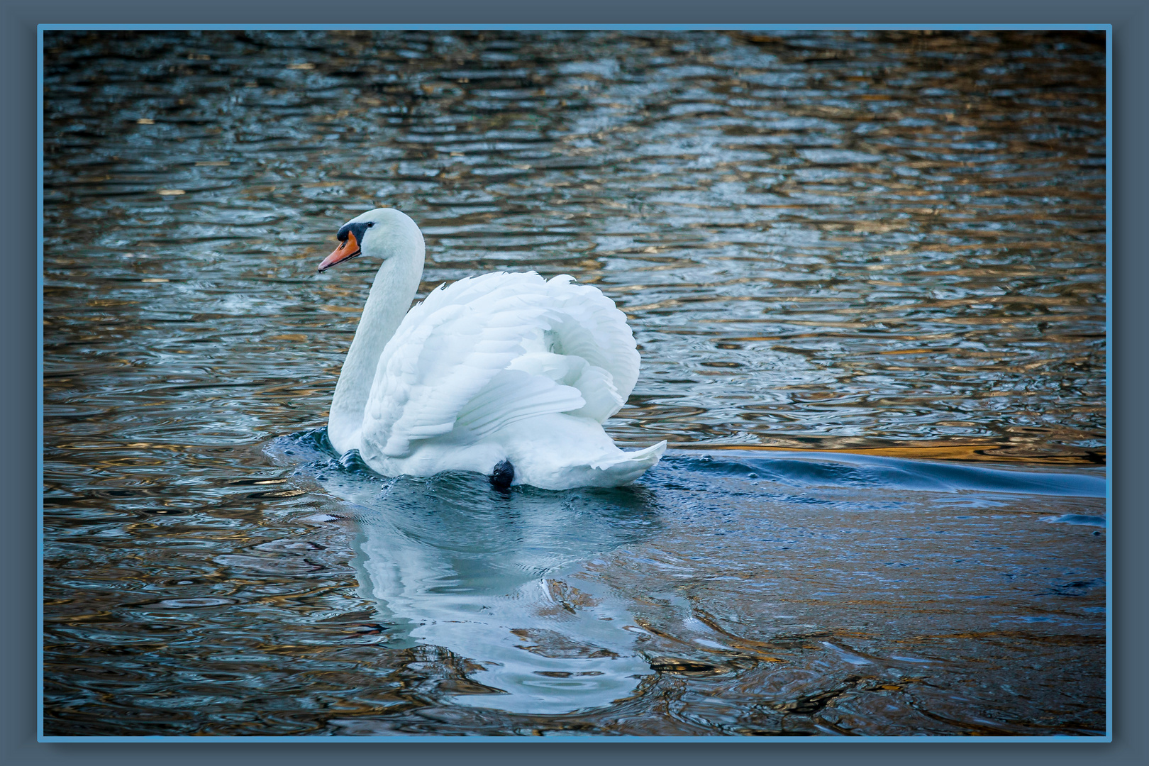 Mein lieber Schwan