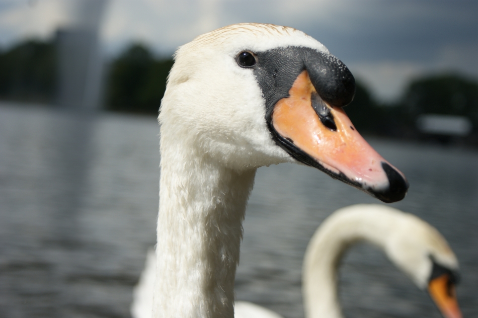 mein lieber Schwan