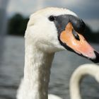 mein lieber Schwan