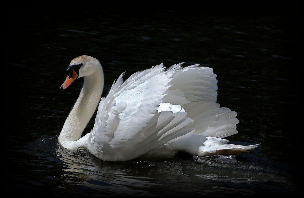 mein lieber Schwan ...