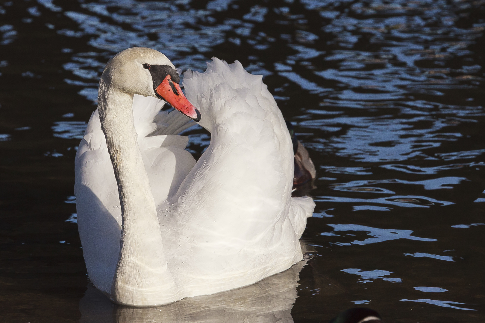 Mein lieber Schwan ...