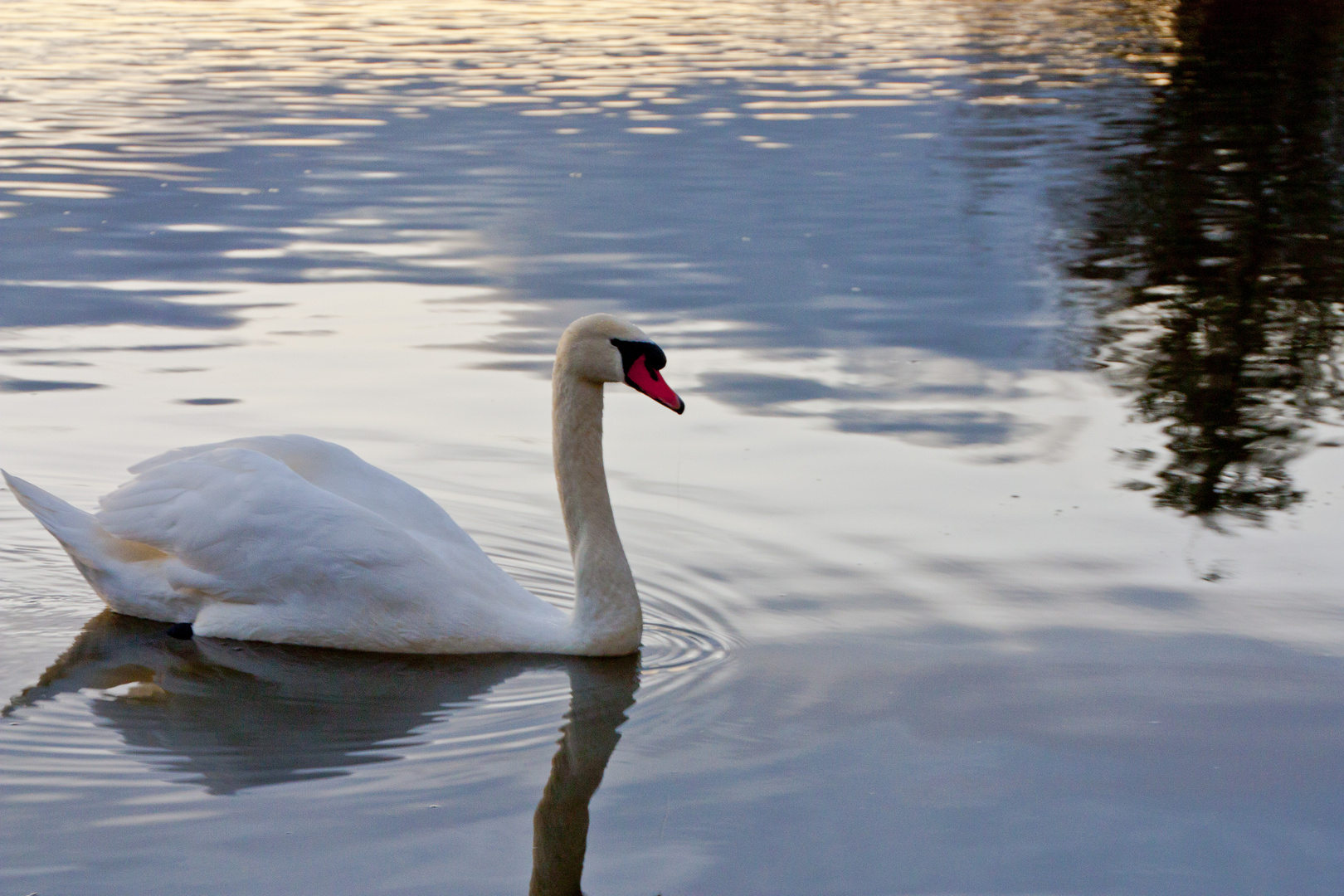 mein lieber Schwan