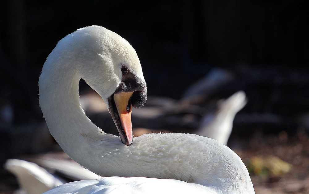 Mein lieber Schwan