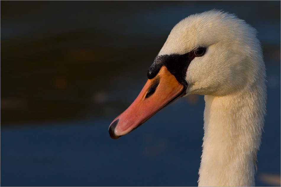 Mein lieber Schwan!