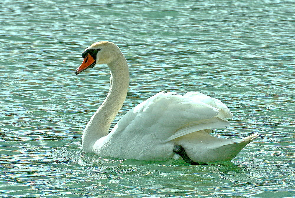 Mein lieber Schwan.