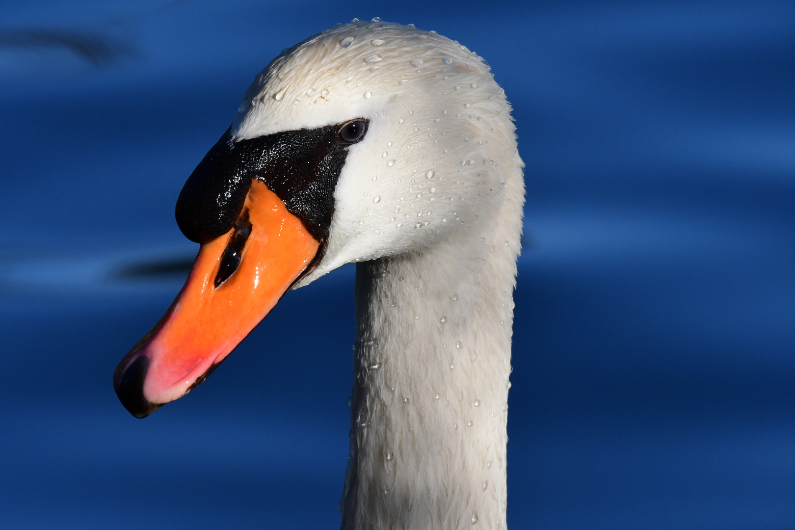 Mein lieber Schwan!