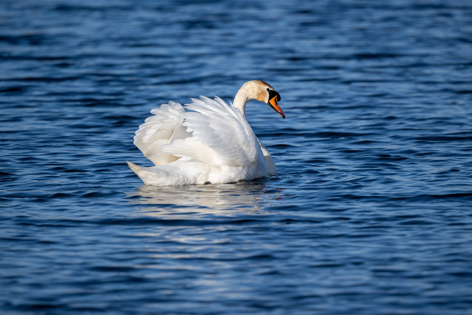 Mein lieber Schwan