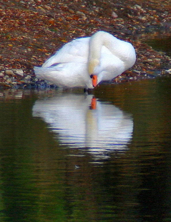 mein lieber Schwan....