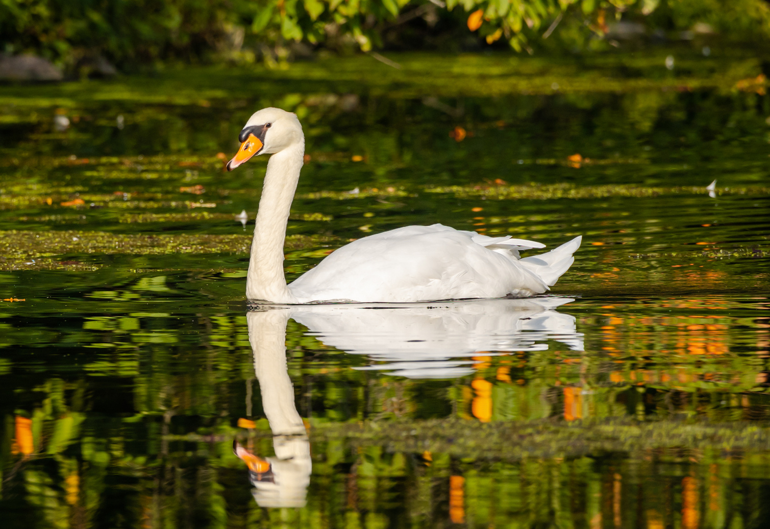 Mein lieber Schwan....