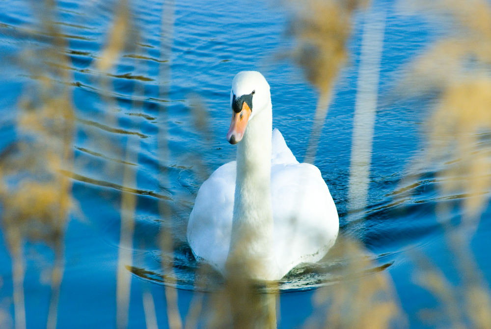 Mein lieber Schwan