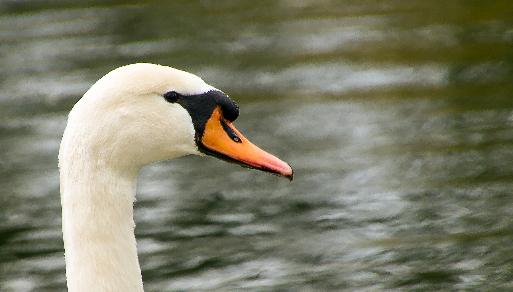 Mein lieber Schwan