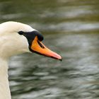 Mein lieber Schwan