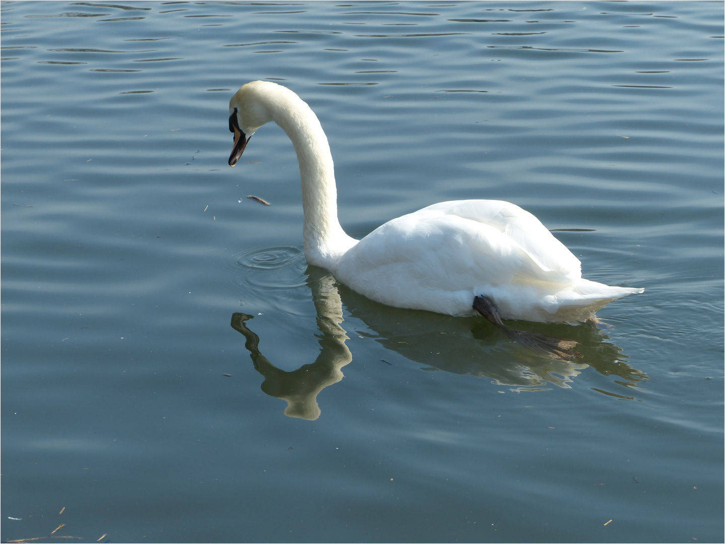 "mein lieber Schwan"