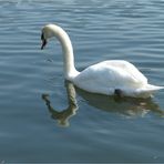 "mein lieber Schwan"