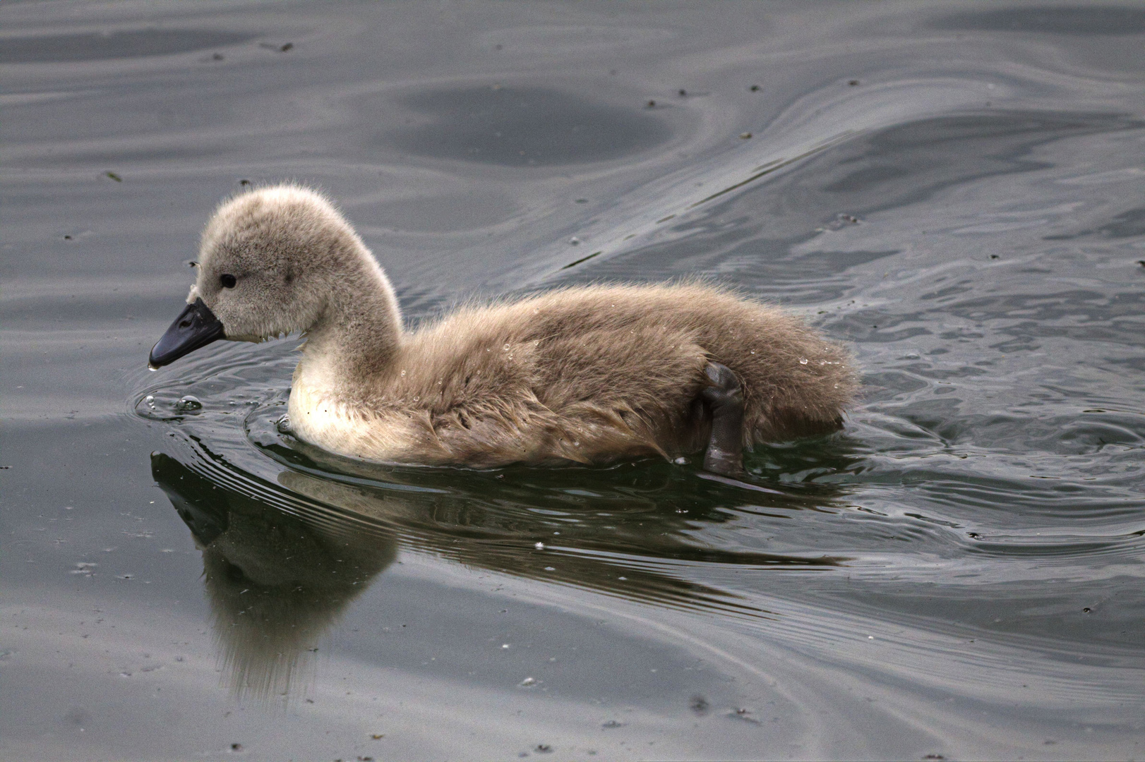 mein lieber Schwan