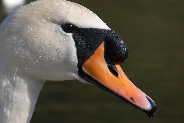 Mein lieber Schwan