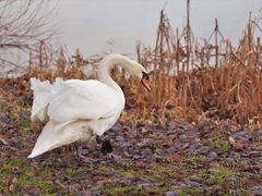 "Mein lieber Schwan"