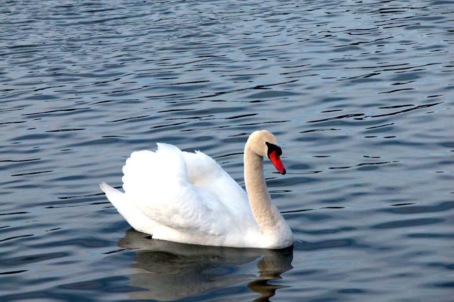 Mein lieber Schwan..............