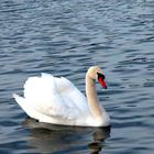 Mein lieber Schwan..............