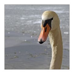 [Mein lieber Schwan]