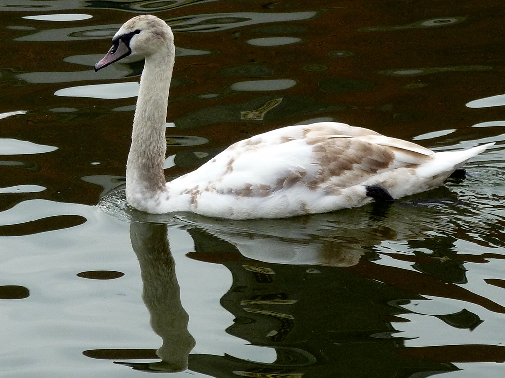 mein lieber Schwan...