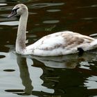 mein lieber Schwan...