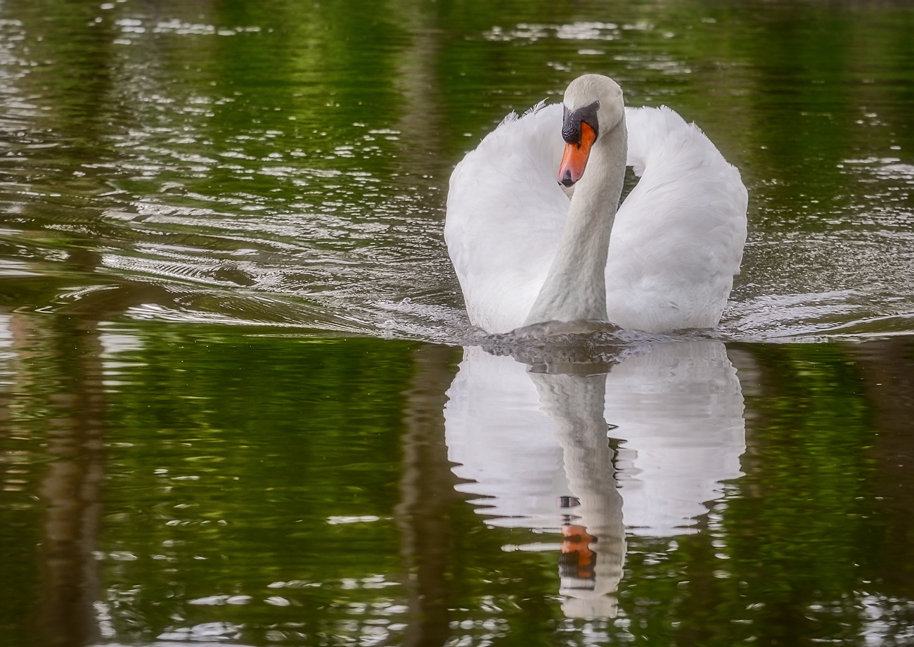 Mein lieber Schwan