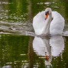 Mein lieber Schwan