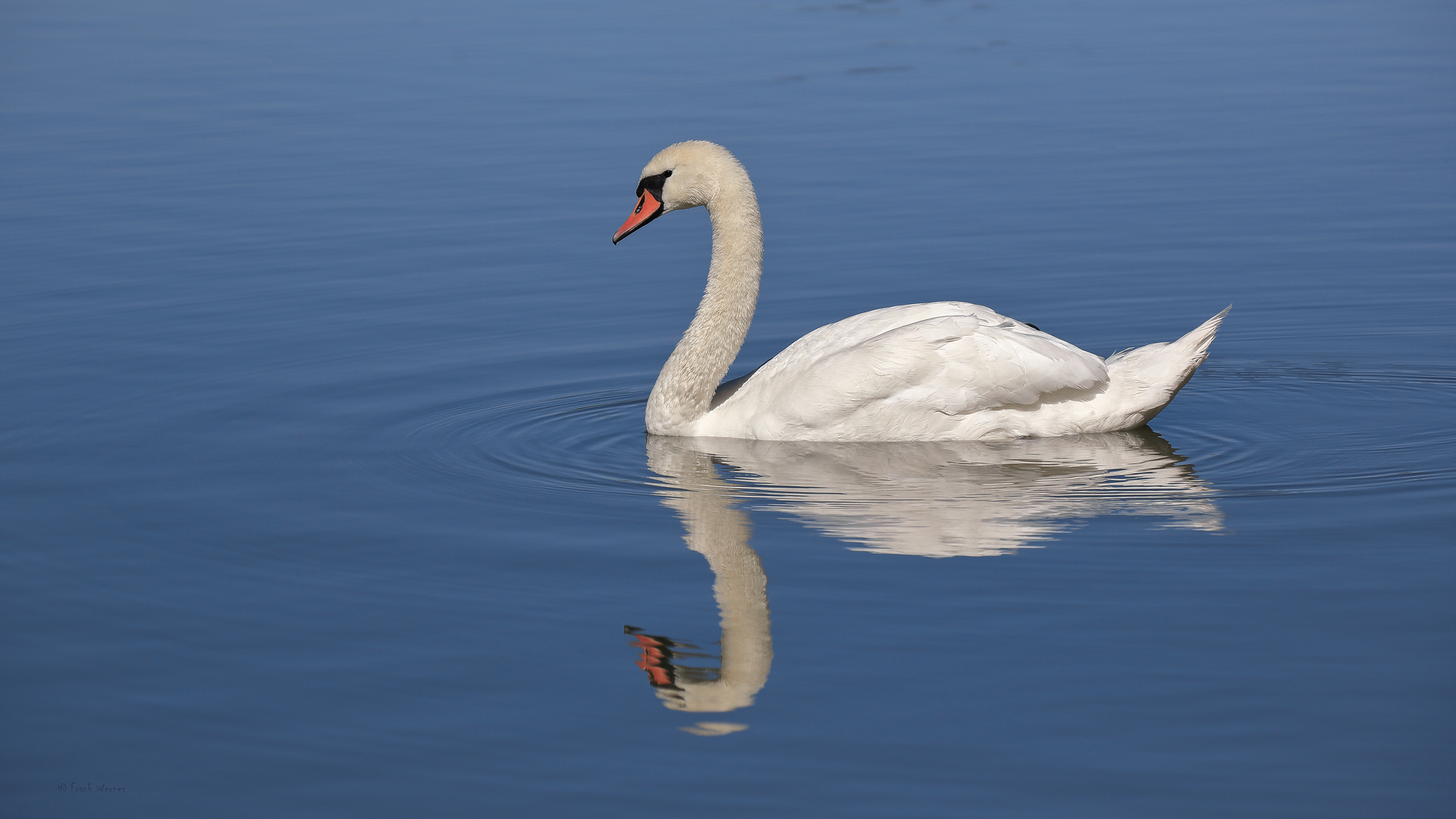 Mein lieber Schwan