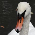 mein lieber Schwan.