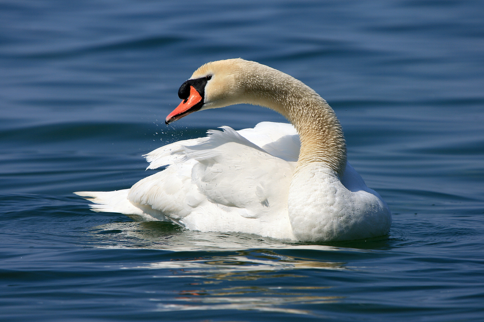 mein lieber Schwan......