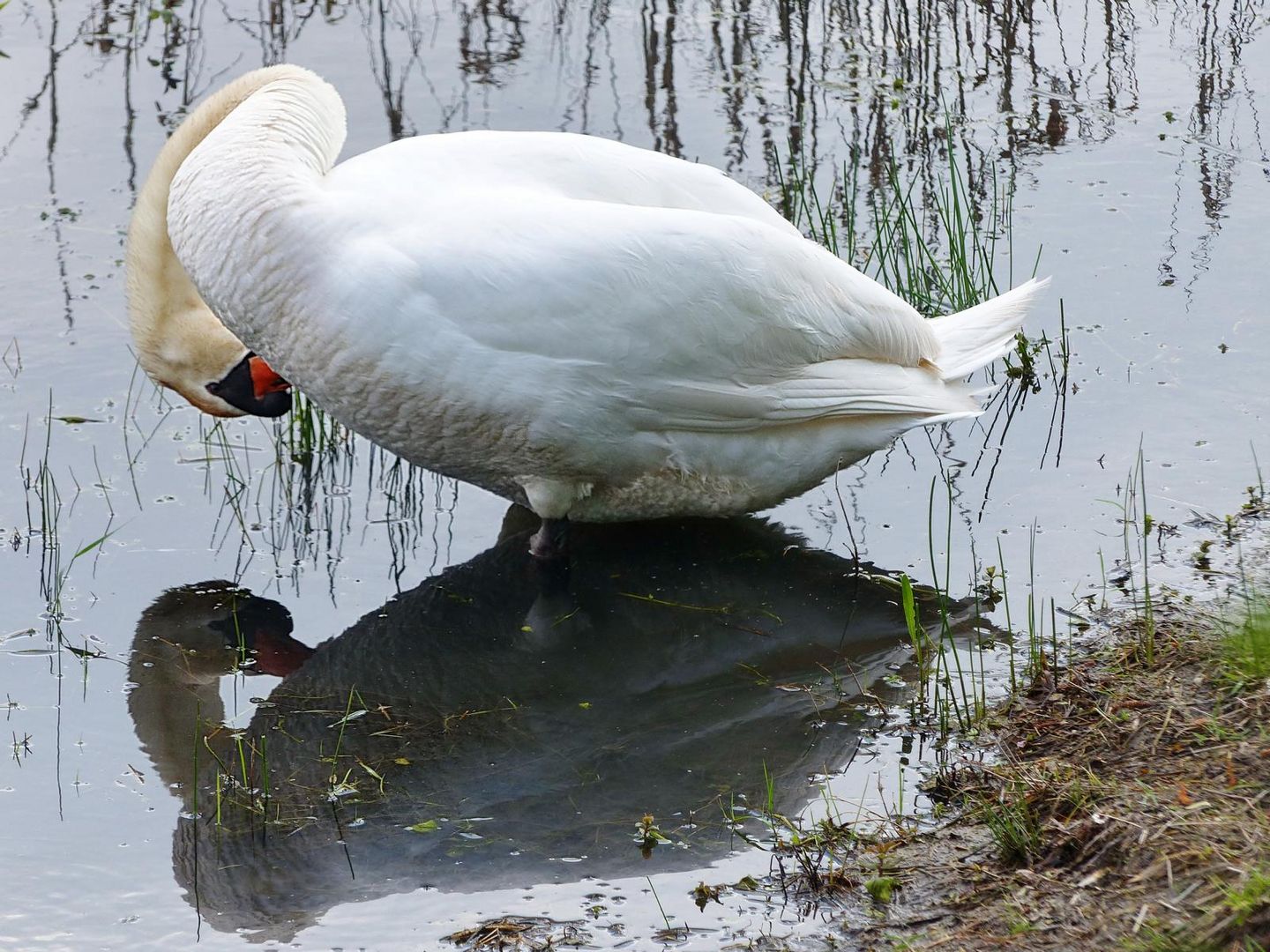       Mein lieber Schwan                