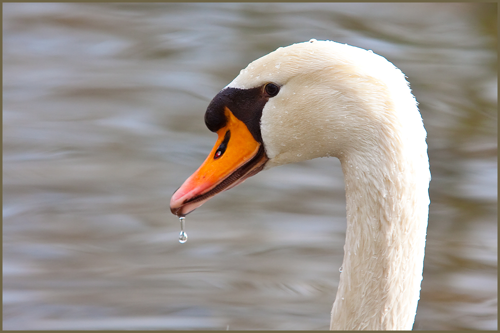 *Mein lieber Schwan*