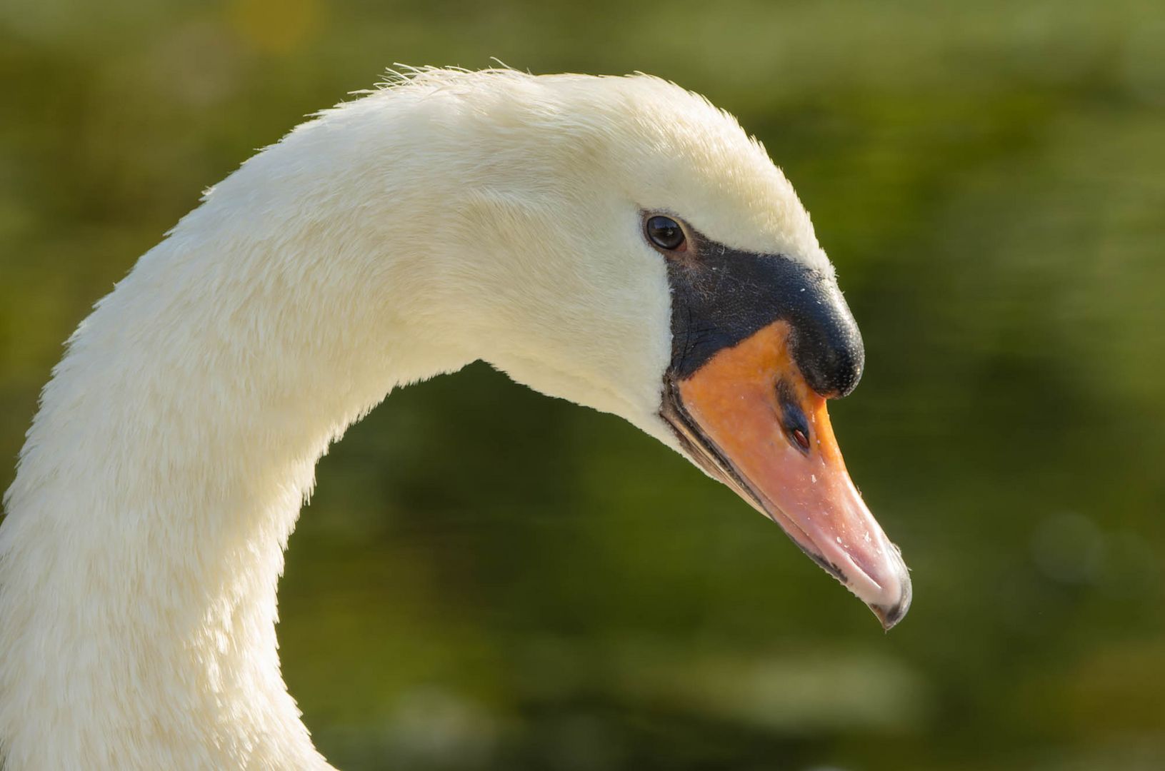 Mein lieber Schwan...