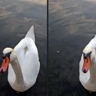 Mein lieber Schwan