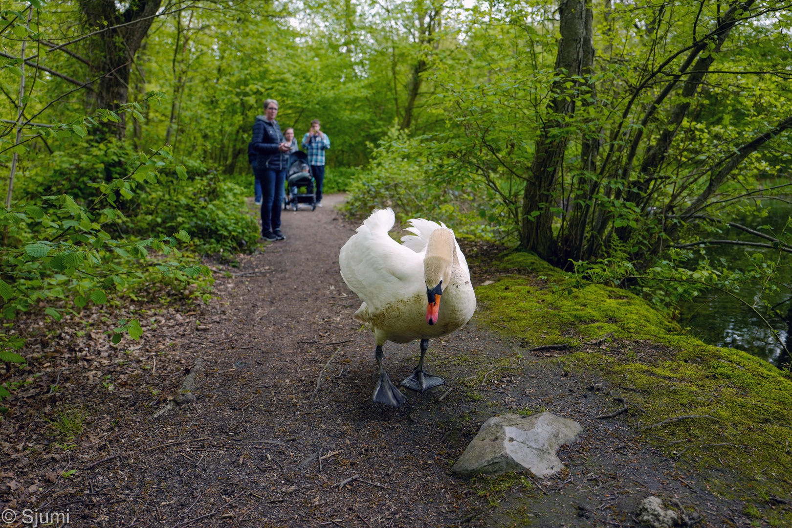 Mein lieber Schwan ?