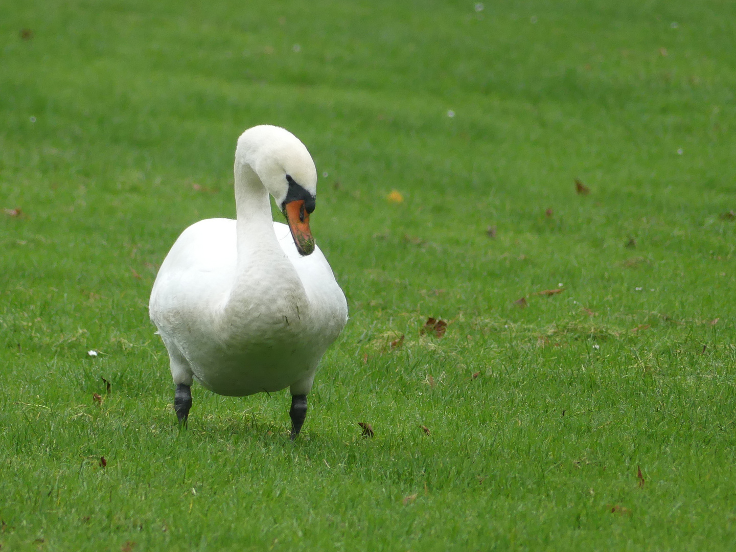 - Mein lieber Schwan -