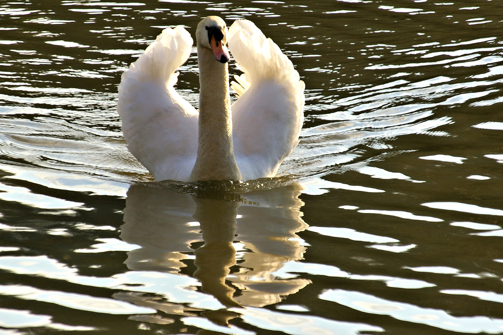 mein lieber Schwan