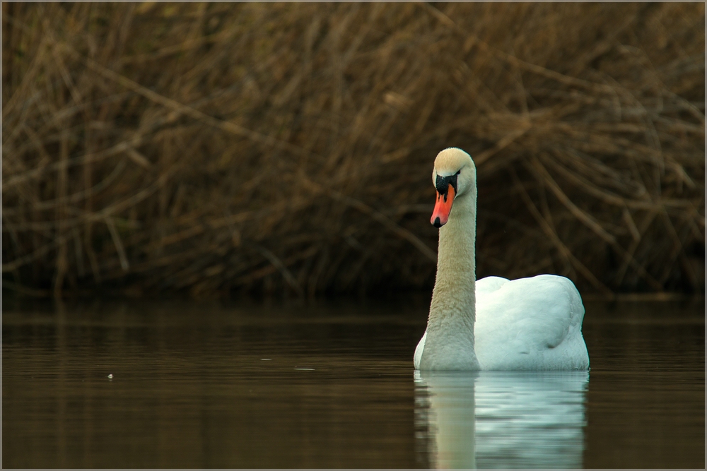 ... mein lieber Schwan ...