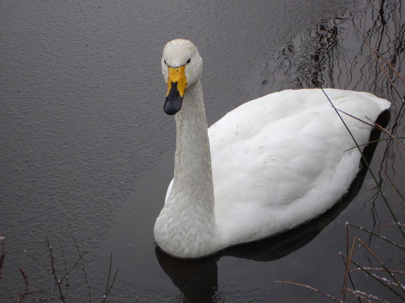 Mein lieber Schwan