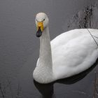 Mein lieber Schwan