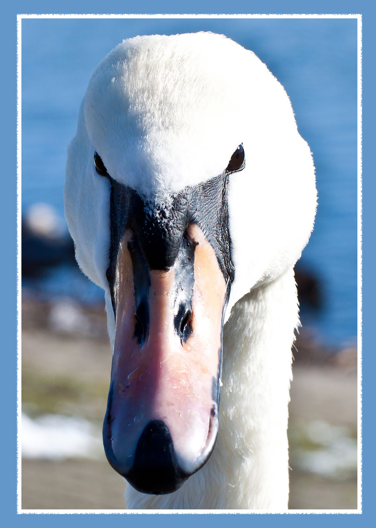 Mein lieber Schwan