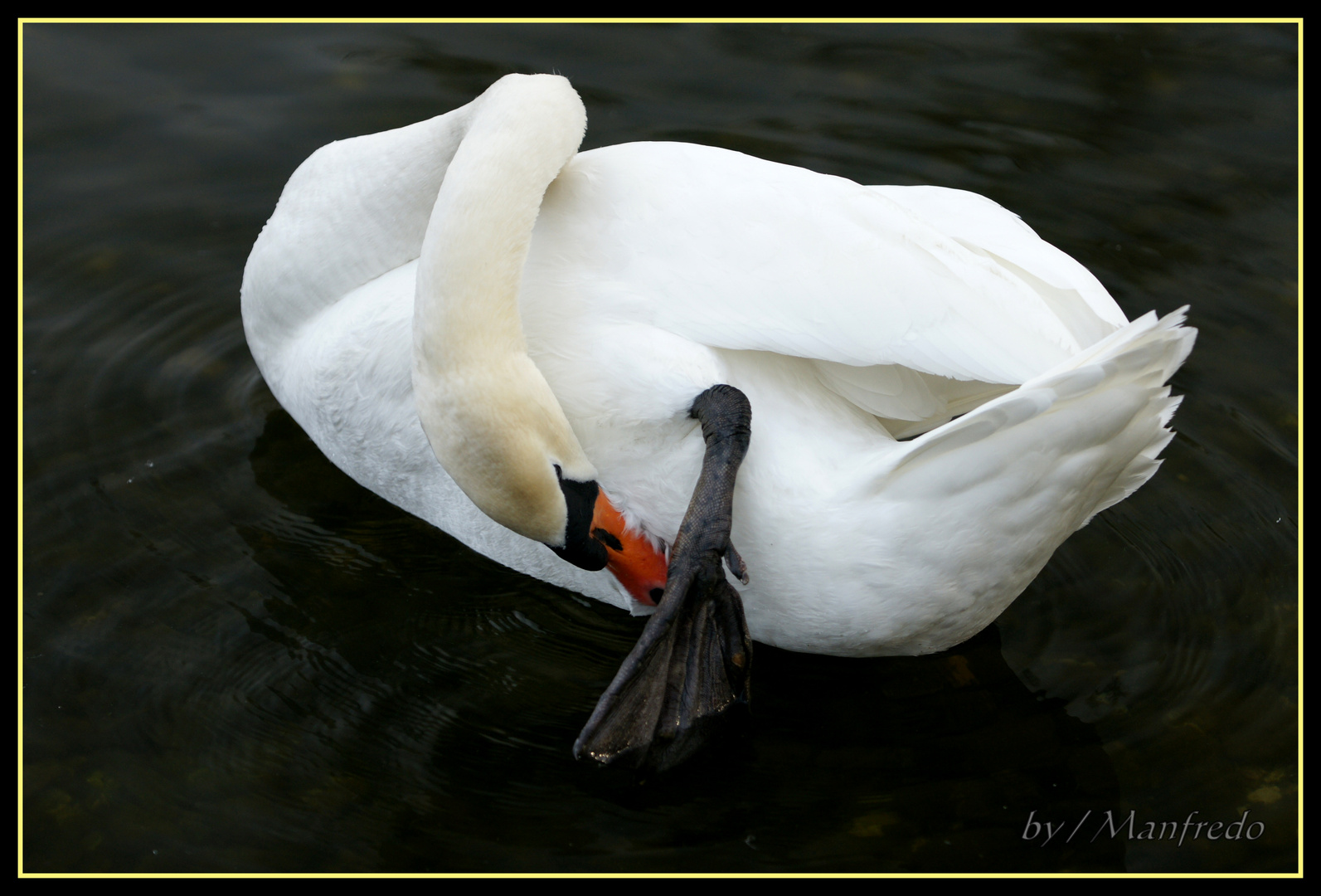 Mein lieber Schwan